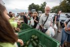 Nemokami arbūzai miestiečiams Nemokami arbūzai miestiečiams