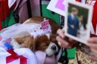 Britanija ruošiasi karališkosioms vestuvėms Britanija ruošiasi karališkosioms vestuvėms