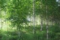Bėda: yra žmonių, alergiškų beržų žiedadulkėms.